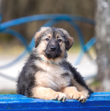 Собаки в добрые руки - Туман - 4