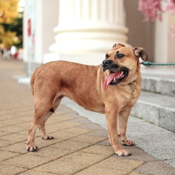 Собаки в добрые руки - Джуди