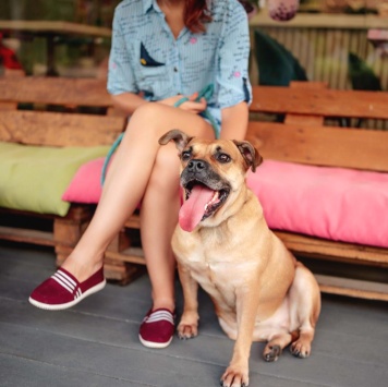 Собаки в добрые руки - Джуди - 1