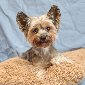 Собаки в добрые руки - Танюша