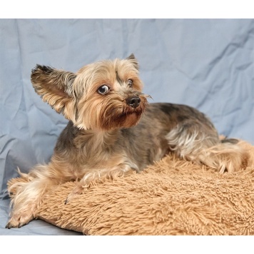 Собаки в добрые руки - Танюша - 1