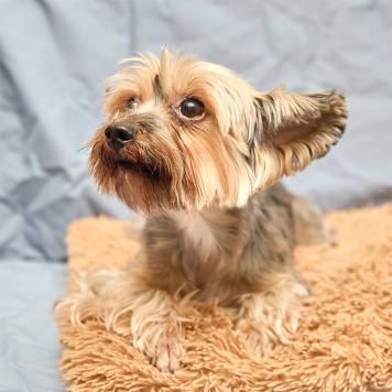 Собаки в добрые руки - Танюша - 2