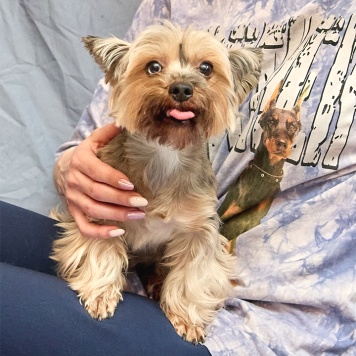 Собаки в добрые руки - Танюша - 3