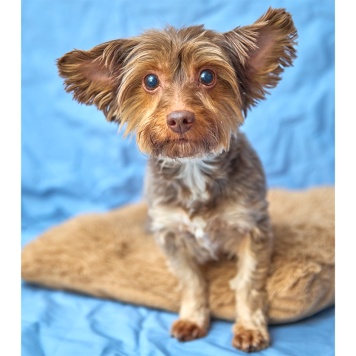 Собаки в добрые руки - Феня