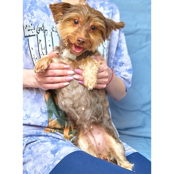 Собаки в добрые руки - Феня - 1