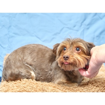 Собаки в добрые руки - Феня - 2