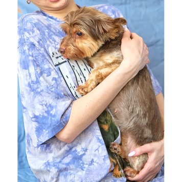 Собаки в добрые руки - Феня - 3