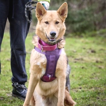 Собаки в добрые руки - Джек