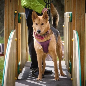 Собаки в добрые руки - Джек - 1