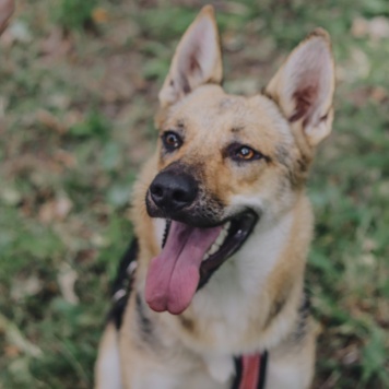 Собаки в добрые руки - Астра - 1