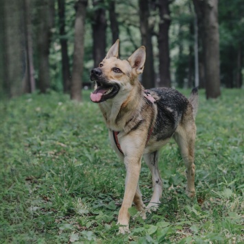 Собаки в добрые руки - Астра - 2