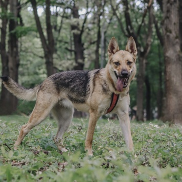 Собаки в добрые руки - Астра - 3