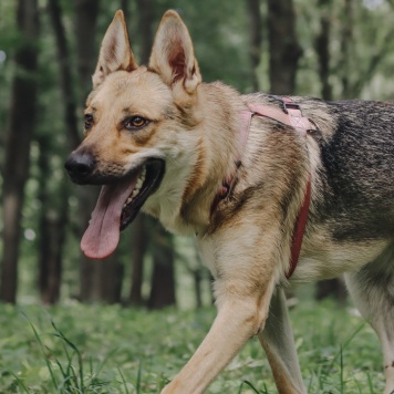 Собаки в добрые руки - Астра - 4