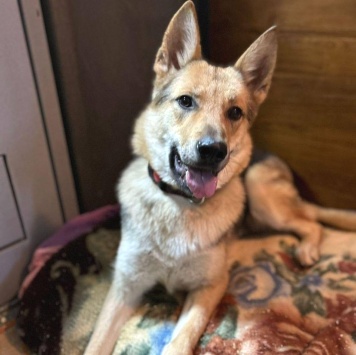 Собаки в добрые руки - Астра