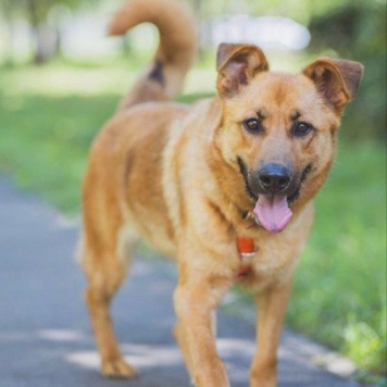 Собаки в добрые руки - Рада