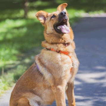 Собаки в добрые руки - Рада - 1