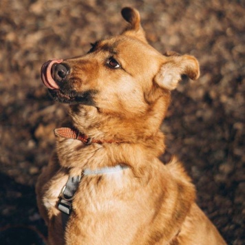 Собаки в добрые руки - Рада - 2