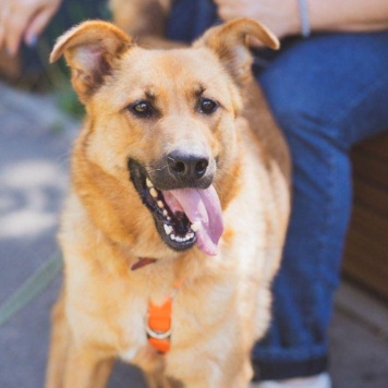 Собаки в добрые руки - Рада - 3