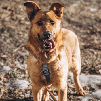 Собаки в добрые руки - Рада - 4