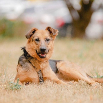 Собаки в добрые руки - Мия - 1
