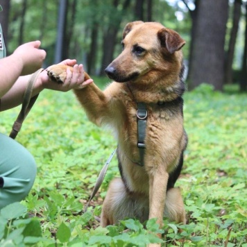 Собаки в добрые руки - Мия - 2