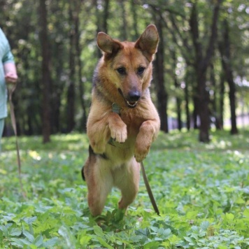 Собаки в добрые руки - Мия - 3