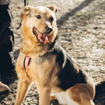 Собаки в добрые руки - Мия - 4