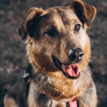 Собаки в добрые руки - Мия