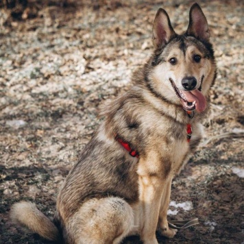 Собаки в добрые руки - Тор