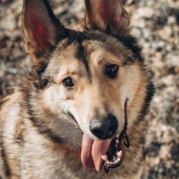 Собаки в добрые руки - Тор - 1