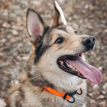 Собаки в добрые руки - Тор - 2
