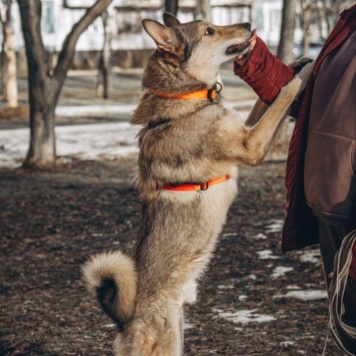 Собаки в добрые руки - Тор - 3