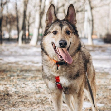 Собаки в добрые руки - Тор - 4