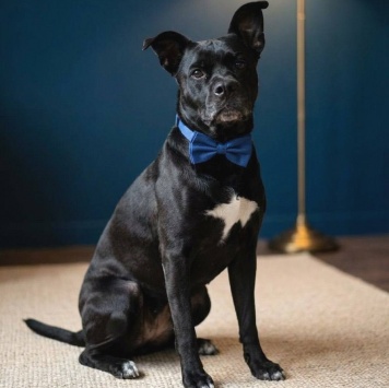 Собаки в добрые руки - Джек