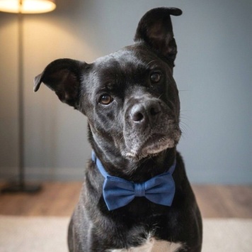 Собаки в добрые руки - Джек - 1