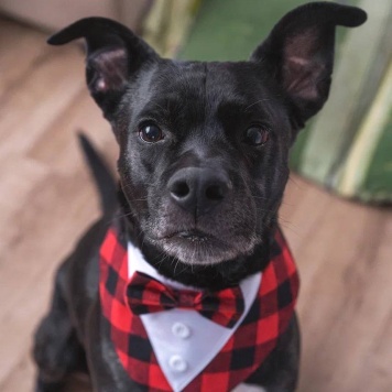 Собаки в добрые руки - Джек - 2