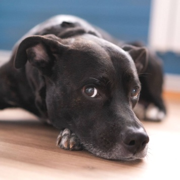 Собаки в добрые руки - Джек - 3