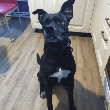 Собаки в добрые руки - Джек - 4