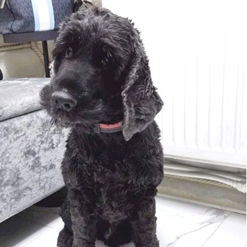 Даня - Собаки в добрые руки