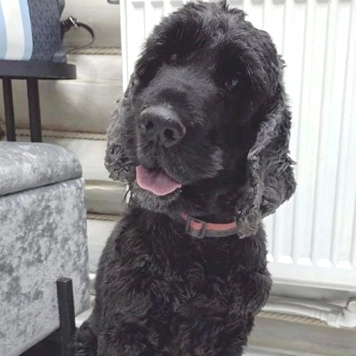 Собаки в добрые руки - Даня - 1