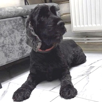 Собаки в добрые руки - Даня - 2