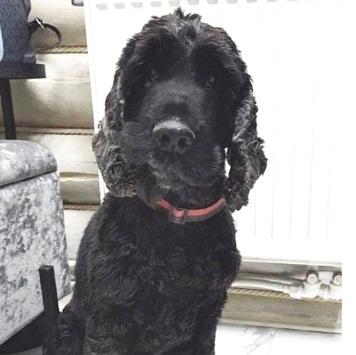 Собаки в добрые руки - Даня - 3