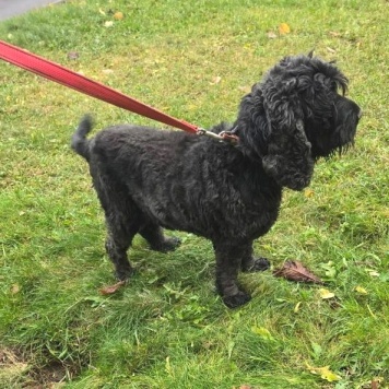 Собаки в добрые руки - Даня - 4