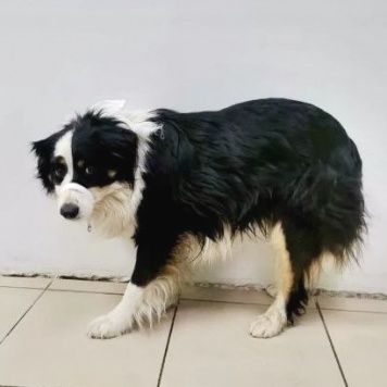 Собаки в добрые руки - Майор