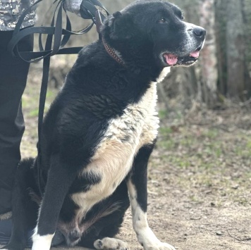 Собаки в добрые руки - Кай