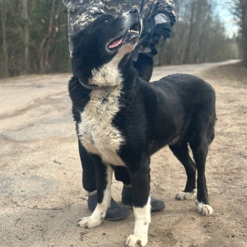 Собаки в добрые руки - Кай - 1