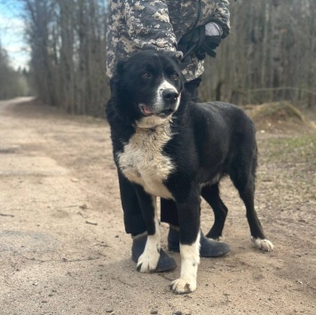 Собаки в добрые руки - Кай - 2