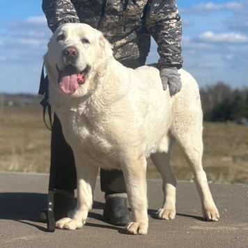 Собаки в добрые руки - Миша