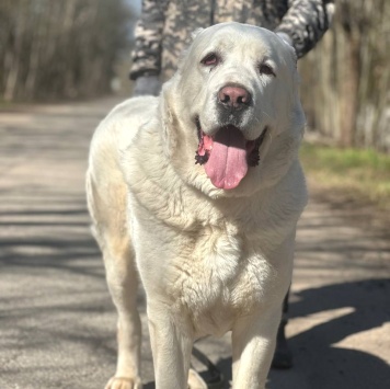 Собаки в добрые руки - Миша - 1