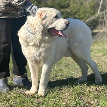 Собаки в добрые руки - Миша - 2